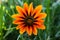 GAZANIA - AFRICAN DAISY