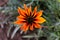 GAZANIA - AFRICAN DAISY