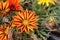 GAZANIA - AFRICAN DAISY.