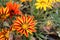 GAZANIA - AFRICAN DAISY.