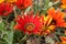 GAZANIA - AFRICAN DAISY.