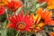 GAZANIA - AFRICAN DAISY.