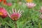 GAZANIA - AFRICAN DAISY.