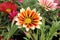 GAZANIA - AFRICAN DAISY.