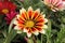 GAZANIA - AFRICAN DAISY.