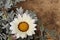 GAZANIA - AFRICAN DAISY.