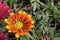 GAZANIA - AFRICAN DAISY.