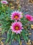 Gazania. Autumn flowers growing on a flower bed against a background of autumn leaves.