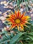 Gazania autumn flowers with long petals. Flowers in a flowerpot in autumn.