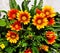 Gazania blooming flowers