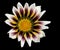 Gazania Blossom