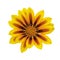 Gazania blossom isolated