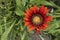 Gazania bright orange flower