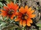 Gazania Cultivar `Cooper King` Gazania Hybrid `Cooper King` or Gazania Hybride `Kupferglut` or Gazanija hibrid `Bakreni kralj`