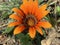 Gazania Cultivar `Cooper King` Gazania Hybrid `Cooper King` or Gazania Hybride `Kupferglut` or Gazanija hibrid `Bakreni kralj`