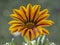 Gazania Daisy Flower Fleur