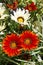 Gazania Daybreak flowers