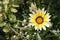 Gazania Daybreak and white Alyssum flowers