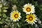 Gazania Daybreak and white Alyssum flowers