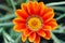 Gazania Flower