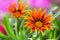 Gazania flower or african daisy in a garden