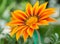 Gazania flower or african daisy in a garden