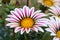 Gazania Flower field Gazania rigens macro shot