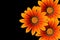 Gazania flowers