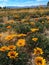 Gazania flowers blooming in the Arizona Desert. Closeup.