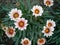 Gazania flowers, named after the 15th century Greek-Italian scholar Theodorus of Gaza. Easy to grow