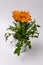 Gazania Gaertn orange flower in a nice frame