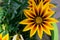 Gazania is a genus of flowering plants in the family Asteraceae, native to Southern Africa. They produce large, daisy-like