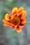 Gazania is a genus of flowering plants in the family Asteraceae, native to Southern Africa. They produce large, daisy-like composi