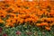 Gazania in a green background