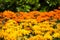 Gazania in a green background