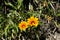 Gazania krebsiana, terracotta gazania