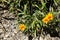 Gazania krebsiana, terracotta gazania