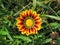 A Gazania in park in summer