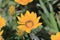 Gazania rigens flower in the flowerbed garden