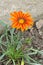 Gazania rigens or Gazania splendens