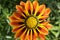 Gazania rigens, gazania splendens, treasure flower, talent mix in bloom