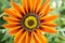 Gazania rigens, gazania splendens, treasure flower, talent mix in bloom