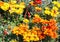 Gazania rigens open in sunlight.