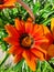 gazania rigens orange sunshine garden