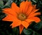 Gazania Rigens Treasure orange Flower