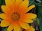 Gazania rigens, Yellow Kiss, colorful gardening plants