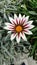 Gazania rose strip flower with leaves as background