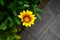 Gazania`s bright flowers open at noon, giving it another name - the midday sun. Berlin, Germany