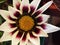 A Gazania`s Happy Face