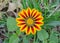 Gazania sunny flower